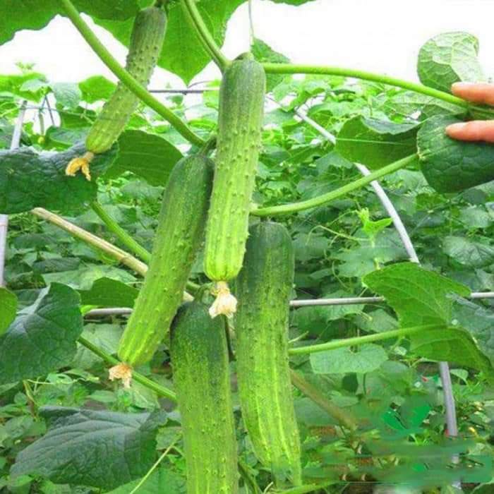 Hạt giống Dưa chuột nếp - dưa leo nếp thơm siêu trái