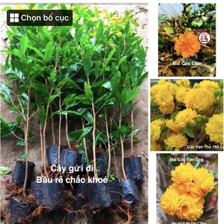 Cúc mai vạn thọ giống mới đủ màu cây cao 50-70cm gửi cây như ảnh cuối