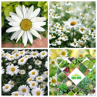 100H - HẠT GIỐNG CÚC HỌA MI THE GARDEN