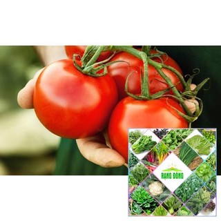 20H - HẠT GIỐNG CÀ CHUA LEO GIÀN THE GARDEN