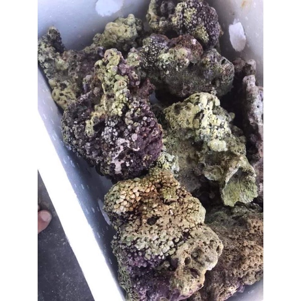 Đá sống tảng to