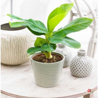 CÂY CHUỐI MINI  LOAI NHO
