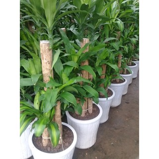 [Shop_huan_hoa_hong]CHẬU CÂY THIẾT MỘC LAN GÉP 3 THÂN