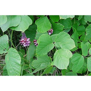 Bầu sắn dây giống
