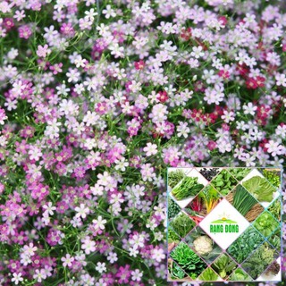 100 HẠT - HẠT GIỐNG HOA HOA BABY MIX Hạt Giống Nông Trại Xanh THE GARDEN