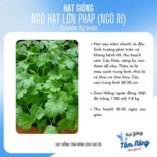 Hạt giống ngò hạt lớn Pháp TN-545