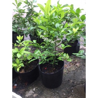 Cây chanh bắc - chanh ta ( ăn được lá )