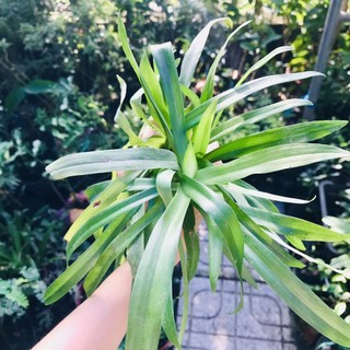 Cây bao tử, cỏ bao tử, linh chi thảo mam xinh garden xương rồng