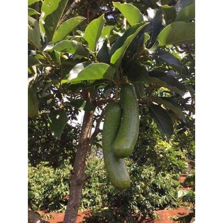 Cây giống bơ sáp trái dài dgfhgf