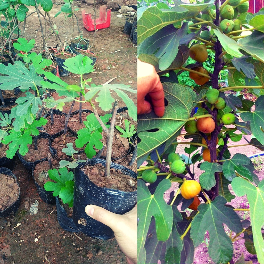 Cây giống Sung Mỹ. (frEEship Xtra Plus+)