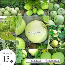 30 hạt giống dưa lê siêu ngọt