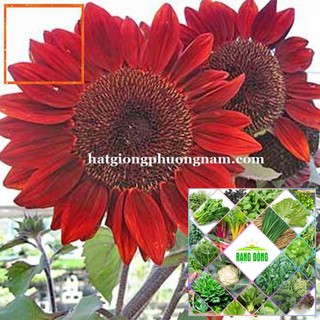 30H - HẠT GIỐNG HOA HƯỚNG DƯƠNG ĐỎ Hạt Giống Nông Trại Xanh THE GARDEN