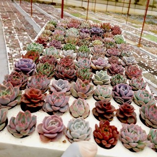 Sen Đá Hàng Vĩ 84 Cây ( 2-3cm ) - mix đủ màu trên 20 loại
