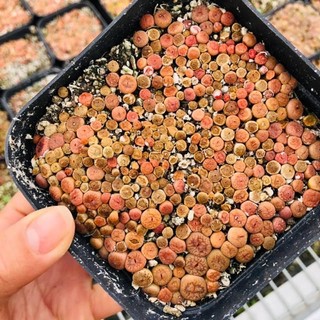 Hạt giống sen đá Mông (Thạch lan) mix