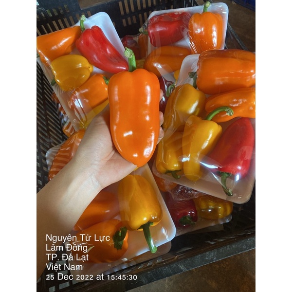 Ớt trái cây - Ớt Palermo