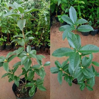 Cây mộc hương ta chuẩn xịn ảnh thật cây cao 40-50cm