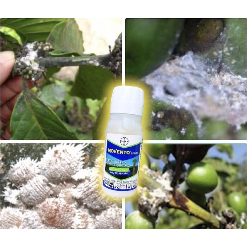 Chế phẩm Movento 150OD Bayer Đức - Chuyên gia Rệp sáp - Bọ trĩ cây trồng