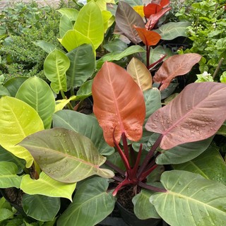 Trầu bà đế vương - 50cm