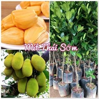Cây giống MÍT THÁI SIÊU SỚM năng suất cao