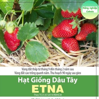 Hạt giống dâu tây đỏ siêu trái, thơm ngọt 0.05gr