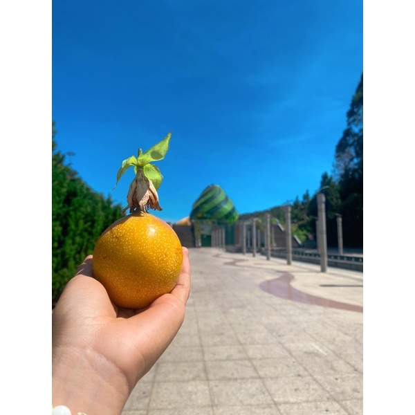 Chanh dây Colombia - Chanh dây vàng ngọt hương ổi -1kg