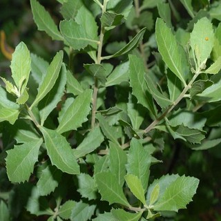 Lá Cúc Tần tươi 1kg