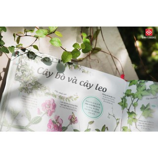 Sách-Cây, Lá, Hoa và Hạt