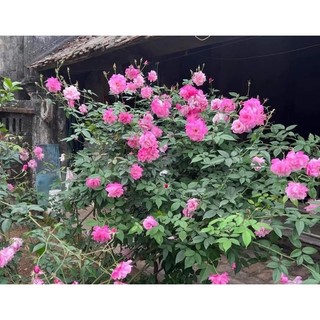 COMBO 5 Gốc Hoa Hồng Cổ hoa thơm nức