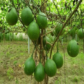 CÂY GIỐNG GẤC NẾP ( cây giống siêu sớm có bảo hành)