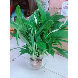 Chậu Cây Lan Ý Thuỷ Sinh