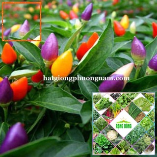 50H - HẠT GIỐNG ỚT NGŨ SẮC Hạt Giống Nông Trại Xanh THE GARDEN