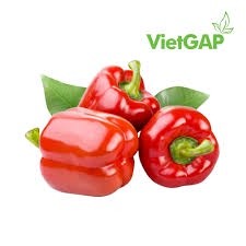 20 hạt giống ớt chuông