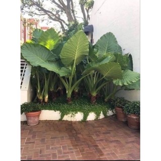 Cây ráy voi khoảng 1m