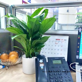 Cây lan ý chậu sứ để bàn dễ chăm sóc