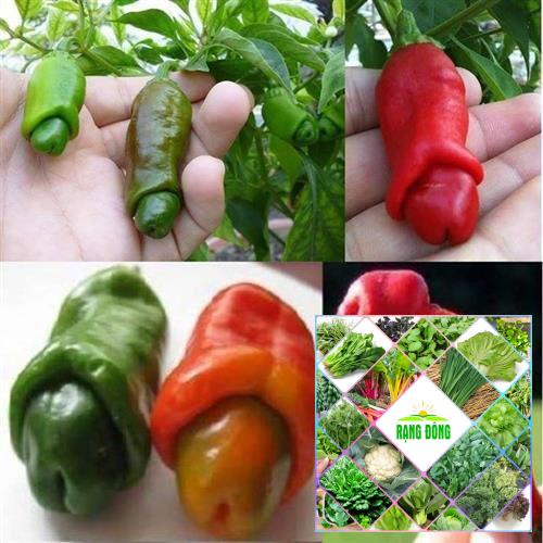 Gói 20 hạt giống ớt cu tý