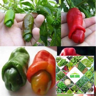 Gói 20 hạt giống ớt cu tý