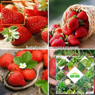 100h - hạt giống dâu tây đỏ hạt giống nông trại xanh the garden
