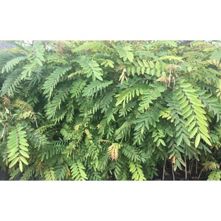250 gram hạt muồng đen giống