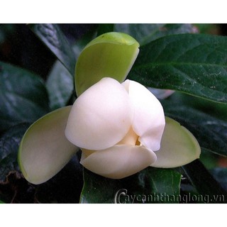 Hoa hải đường trắng thơm - cây giống size lớn
