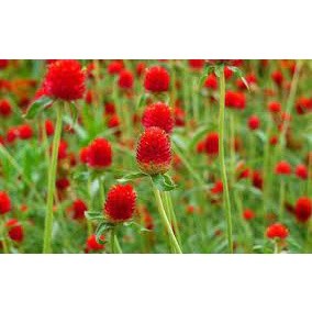 Hạt giống hoa cúc bách nhật đỏ f1dễ trồng, hoa nở đẹp tặng kèm hướng dẫn trồng
