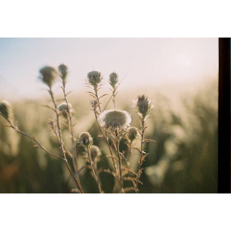 Ống kính Carl Zeiss 35/2.4 MC red