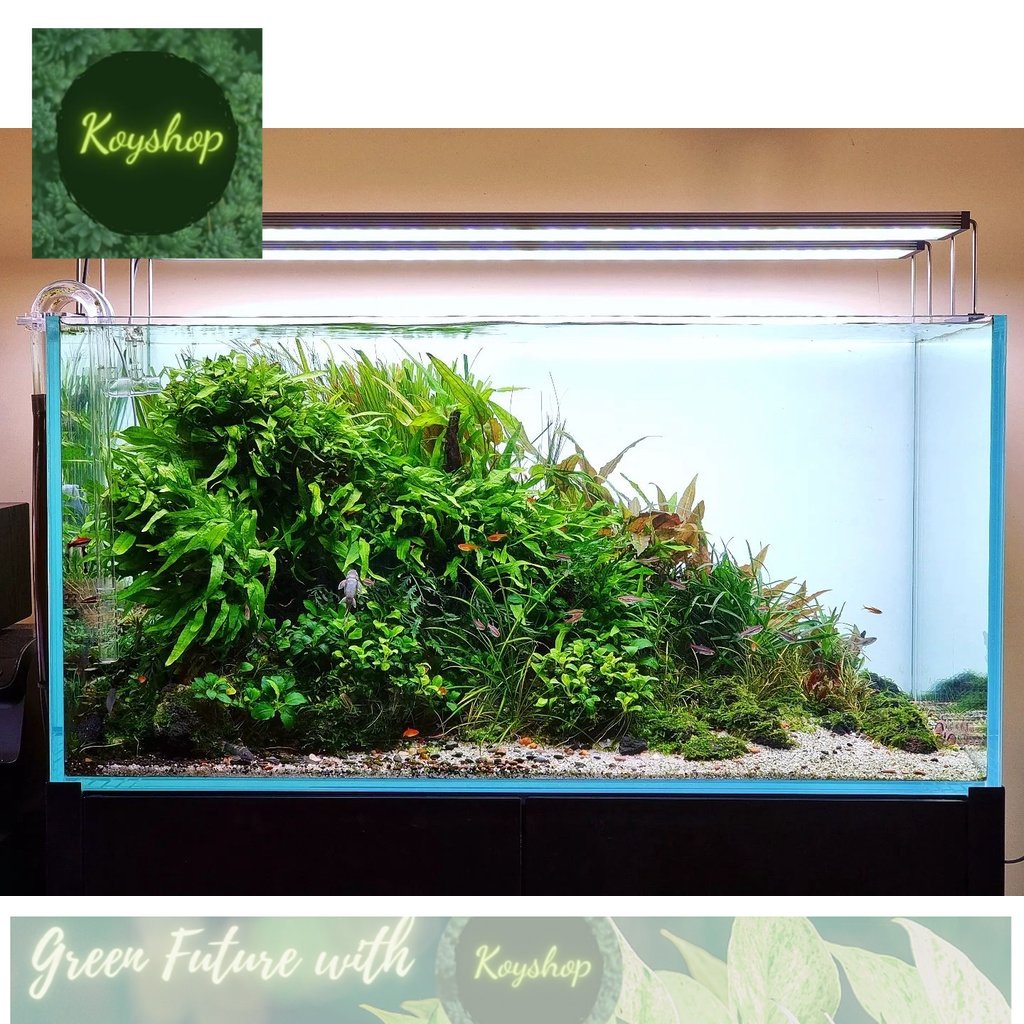 Bể cá mini COMBO đầy đủ phụ kiện trang trí 30x17x17cm nhỏ gọn siêu đẹp.