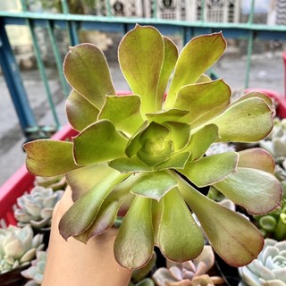 SEN ĐÁ AEONIUM