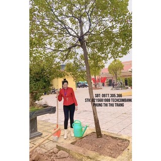 Quần áo chốt live