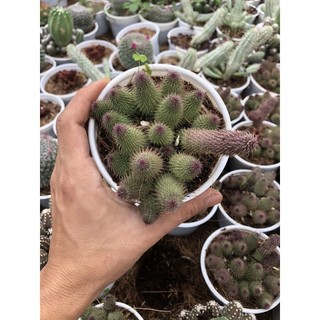 Xương rồng sao biển lông size chậu 10cm