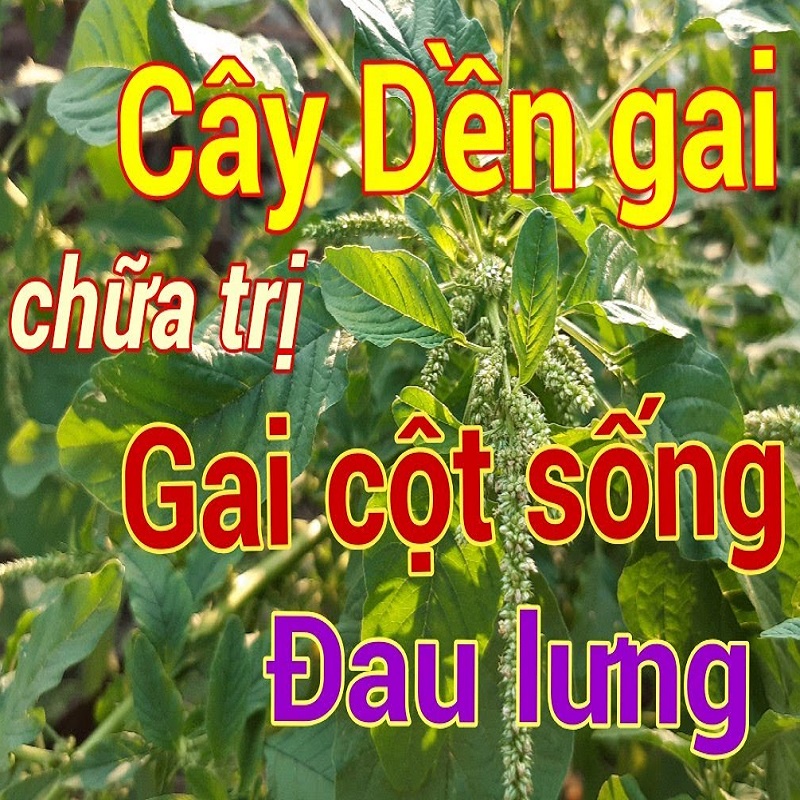 Cây Dền Gai tươi 1kg