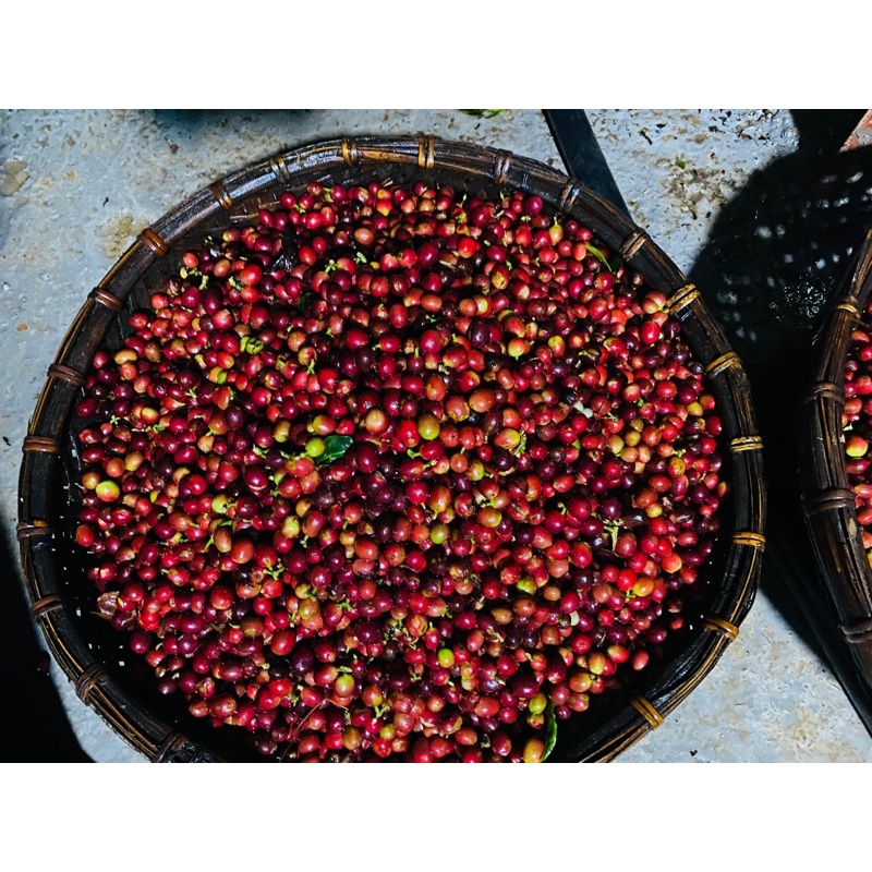 Cà phê nhân xanh Arabica Cầu Đất Đà Lạt / 500gr