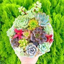 Hạt giống sen đá mix màu