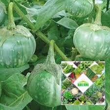 50 hạt giống quả cà bát xanh da ếch
