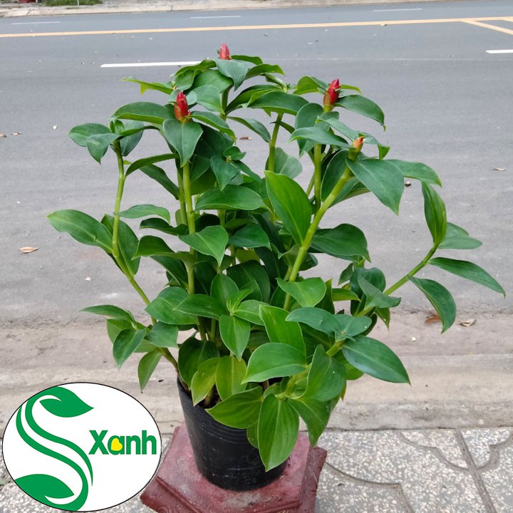 [Huanmaigarden]Cây Hoa Phúc Lộc Thọ